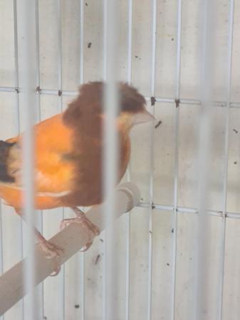 Image 3 of Singing Male Canaries for sale
