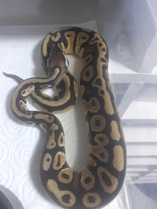 Preview of the first image of Pastel Gravel/yb royal python.