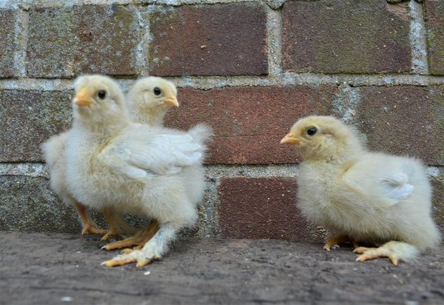 Preview of the first image of Pure Breed Isabella Brahma chicks.