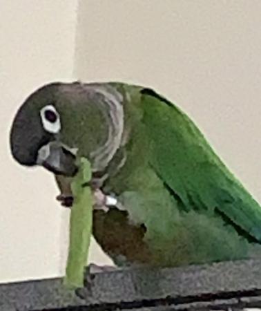 Image 4 of Reluctant sale of Green Cheek Conure