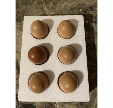 Image 1 of 6x fertile Cuckoo Maran Hatching Chicken Eggs