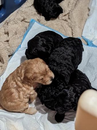 Image 5 of Cockapoo pups ready in 4weeks first injections and micro chi