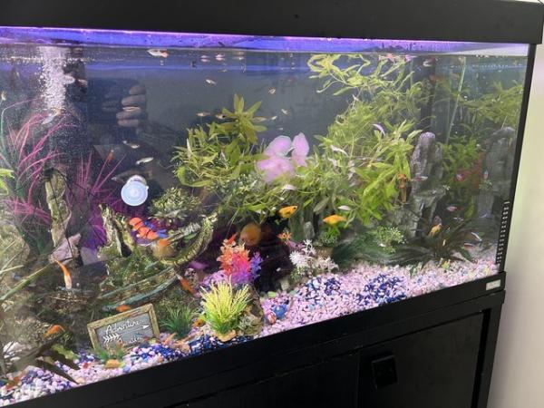 Image 6 of 200l fish tank and stand with everything u need all breeding
