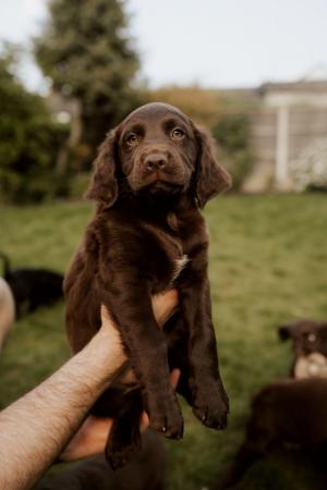 Image 15 of Retriever spaniel mix puppies available from 9 weeks