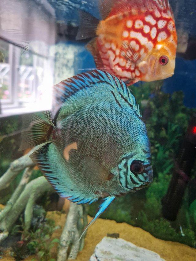 Preview of the first image of Stunning Stendker Discus for sale.