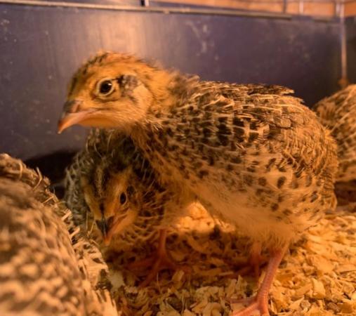 Image 20 of 23/6 Day Old - Hens Japanese Quail Lots of Colours Inc Black