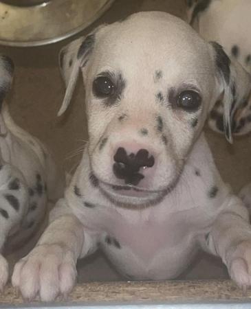 Image 2 of Ready to leave Dalmatian pups