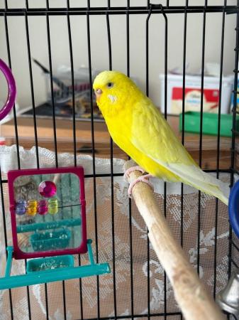Image 4 of Two goergeous young budgie with cage and stand