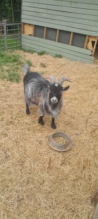 Image 1 of Proven Pygmy Billy Goat.