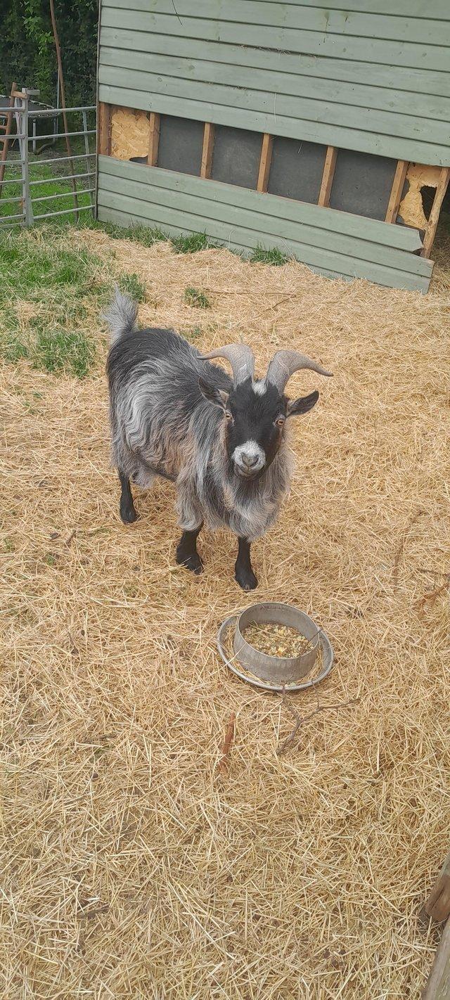 Preview of the first image of Proven Pygmy Billy Goat..