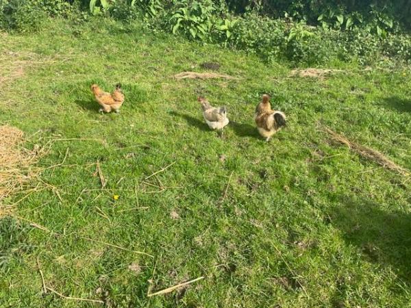 Image 3 of Goldtop x silky chicks as hatched (mixed colours)