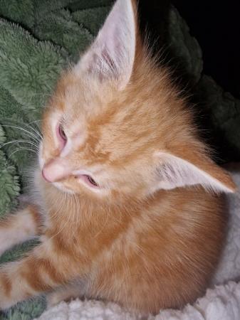 Image 6 of 9wk Gorgeous Ginger Kittens - just 2 left