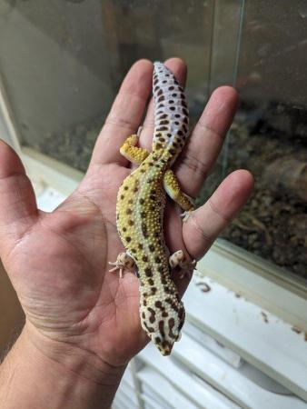 Image 3 of Some stunning leopard geckos males and females