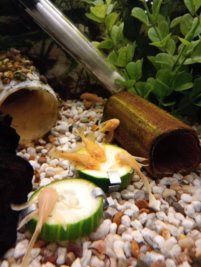 Preview of the first image of Group of [6] Young Shortfin Albino Bristlenose £20.