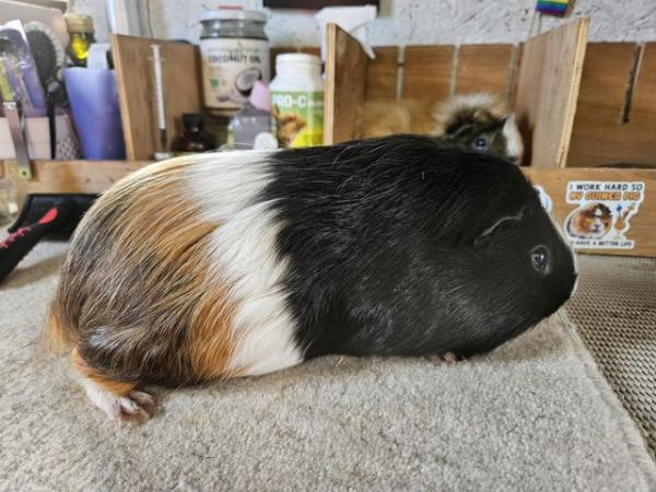 Image 5 of For adoption...Harry & Riley bonded male guinea pigs