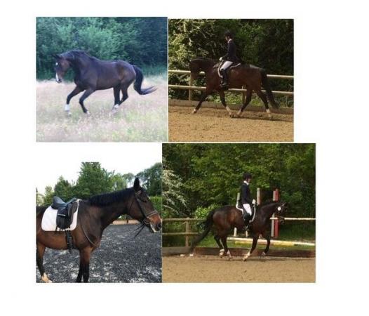 Image 2 of Beautiful bay 16hh Hanoverian mare for sale 15 yo.