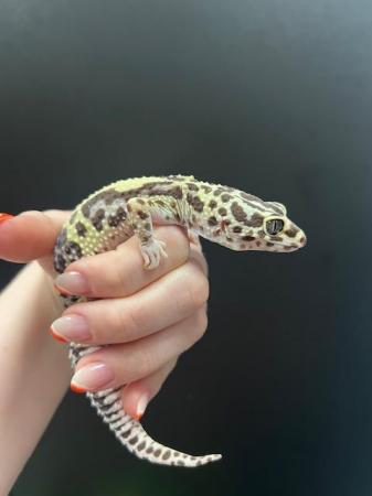 Image 4 of Leopard Geckos At The Marp Centre Feb 2024