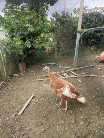 Image 1 of Bourbon Red turkey hen for sale