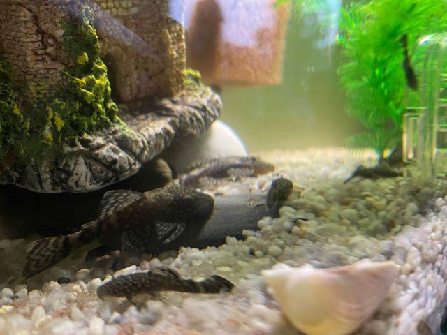 Preview of the first image of Bristlenose Catfish, Guppies & fry.