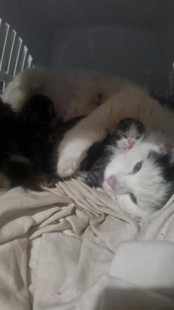 Image 1 of Kittens available to leave in 25th May 1 boy availabl