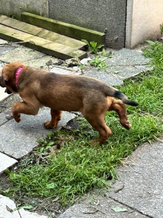 Image 6 of French mastiff cross Rottweiler ready now
