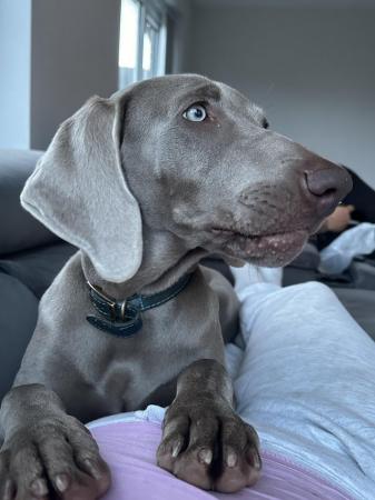 Image 3 of 7 month old Weimaraner (willow) looking for new home