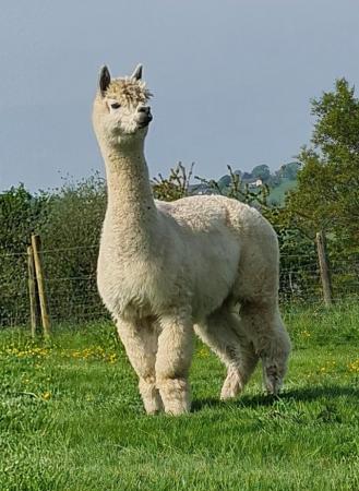 Image 2 of Trio of female alpacas available