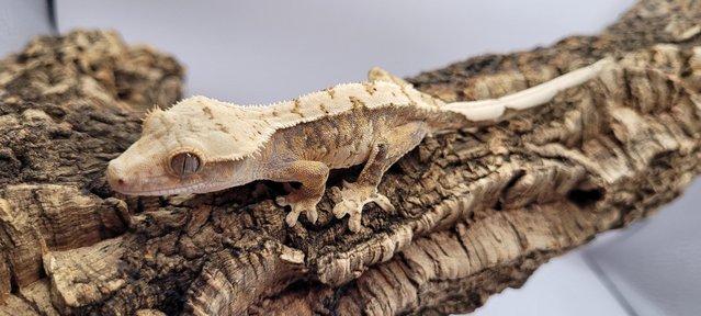 Image 6 of Gorgeous Tri Colour Crested Gecko ready for forever home