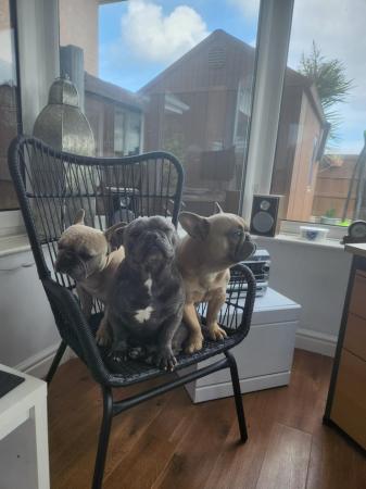 Image 1 of 3 french bulldogs for sale £500 each