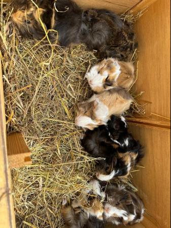 Image 4 of 4 x  Pretty long haired female guinea pigs.