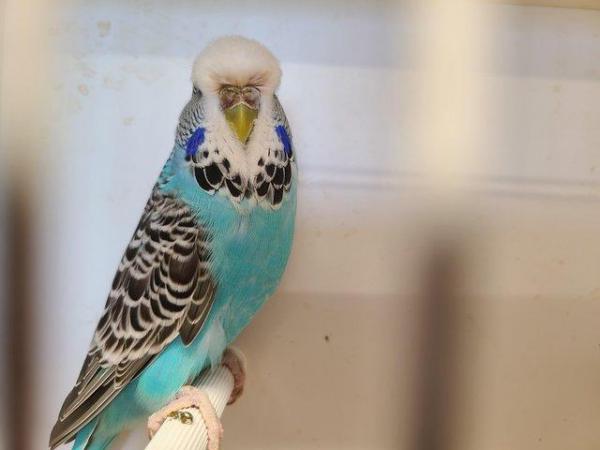 Image 4 of Exhibition budgerigars for sale
