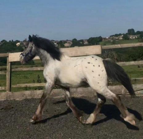 Image 4 of Appaloosa x Cob Yearling Colt To Mature To 15.2hh