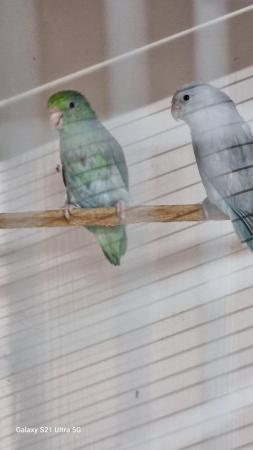 Image 5 of 2 year old mutation pair of parrotlets.