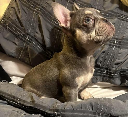 Image 7 of Beautiful KC Registered French Bulldog Puppy SOLD