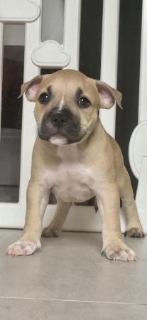 Image 3 of ABKC Pocket bully pupsMessage for more info TopBloodline