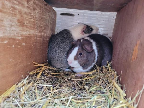 Image 5 of Guinea pig female x2 live together come with cage