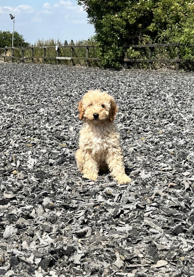 Preview of the first image of Stunning F1b Cockapoo puppies.