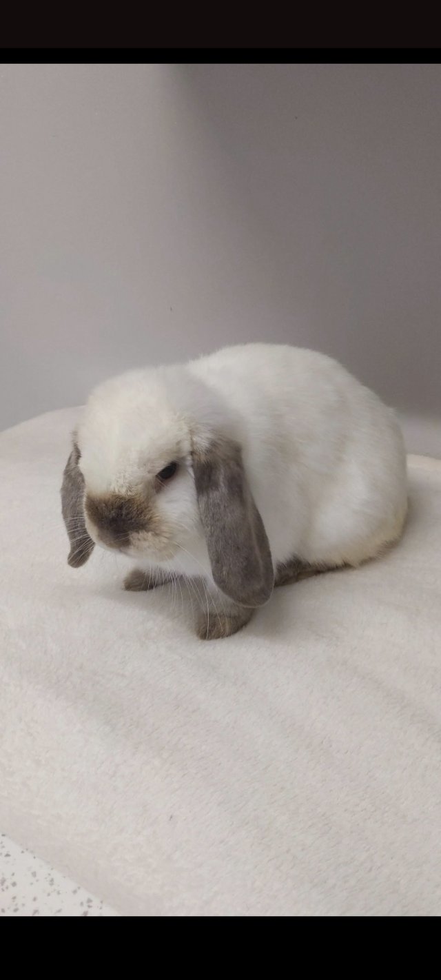 Preview of the first image of 3 year old mini lop buck.