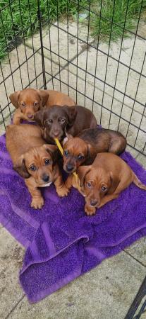 Image 1 of Smooth dachshund puppies ** READY TO LEAVE**
