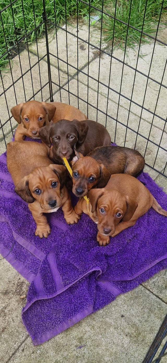 Preview of the first image of Smooth dachshund puppies ** READY TO LEAVE**.