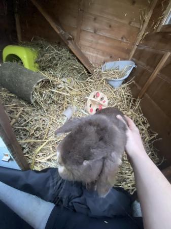 Image 4 of 6 month old lop eared rabbit for sale