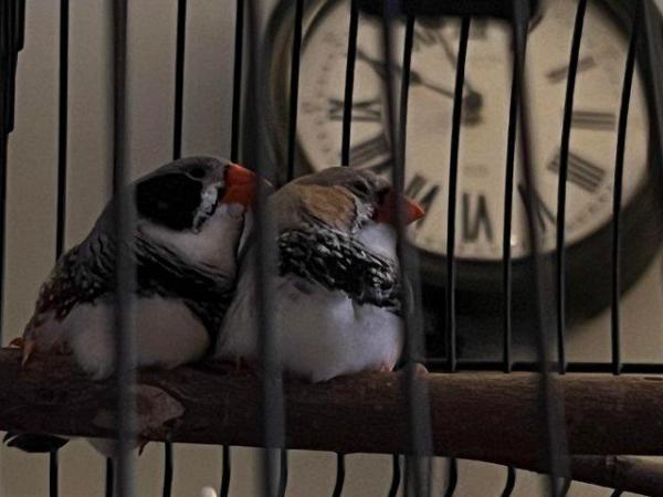 Image 1 of 2 x zebra finches and 1 x gouldian finch with cage.