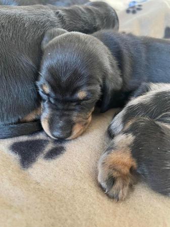 Image 8 of miniature dachshund puppies