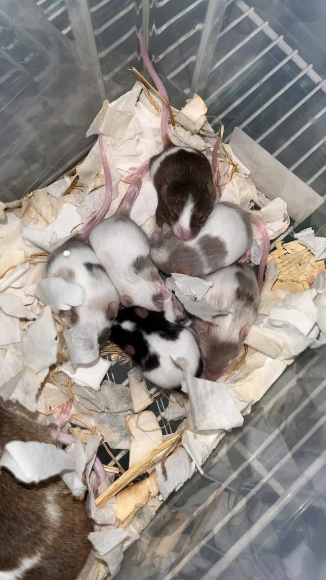 Preview of the first image of Baby Fancy mice for Sale London.