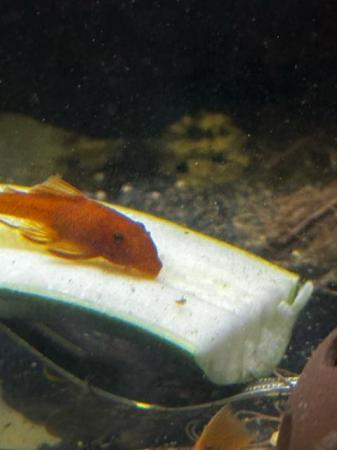 Image 5 of Super Red Pleco 3-4cm (short fin)