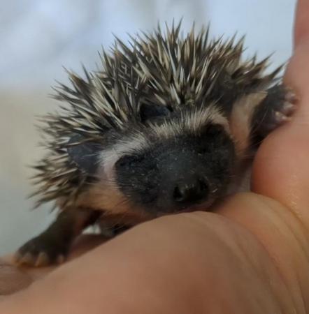 Image 5 of African pgymy hedgehogs