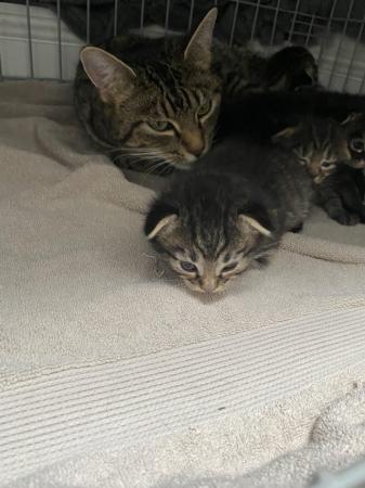 Image 7 of 4 kittens 3 girls 1 boy