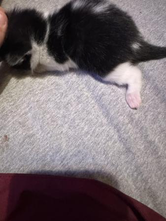 Image 6 of Kittens for sale ready 23rd may