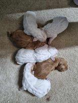Image 4 of KC registered Cocker Spaniel pups for sale