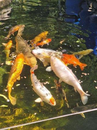 Image 2 of QUICK SALE -Full set of pond fish with several large koi